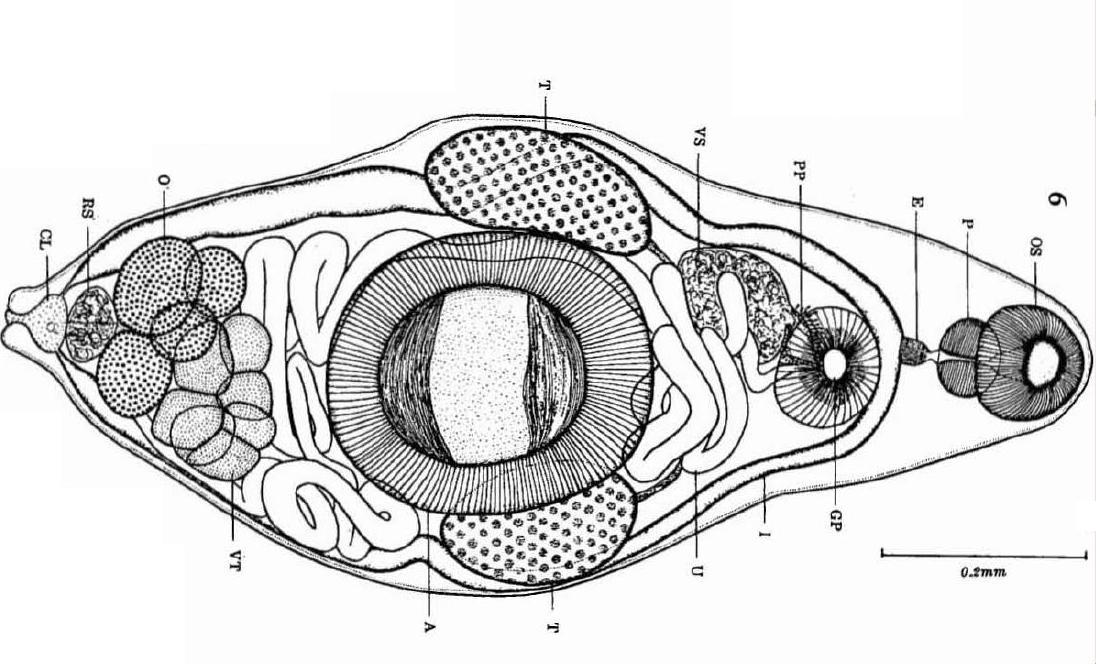 Представитель Семейства Lobatovitelliovariidae
